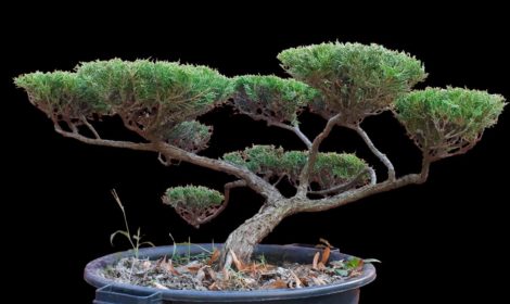 Juniperus Pfitzeriana PBT4010